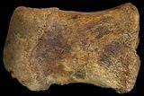 Hadrosaur (Lambeosaurus?) Toe Bone - Judith River Formation #144831-3